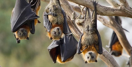 蝙蝠可以把自身体温降到冰点