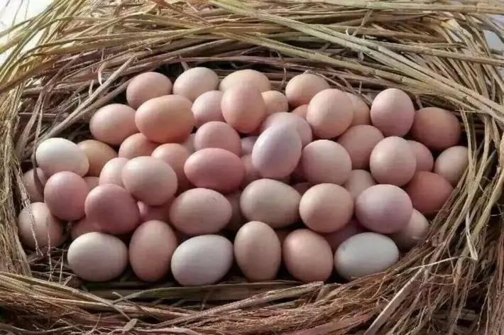 【辟谣】土鸡蛋比普通鸡蛋更有营养更健康吗