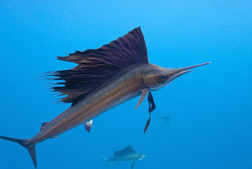 世界上游得最快的鱼：旗鱼