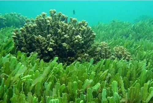 藻类究竟算植物吗