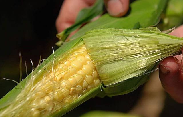 玉米为什么有“胡须”