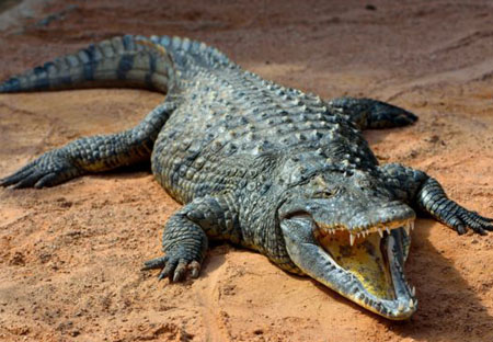 湾鳄—最大的爬行动物