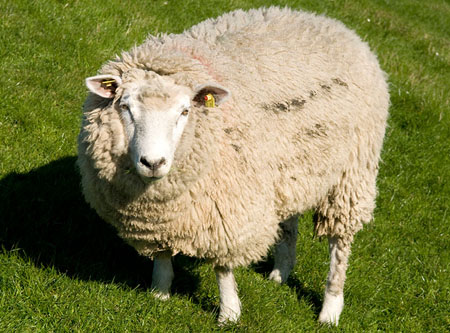 将绵羊放到水中 绵羊身上的羊毛会缩水吗