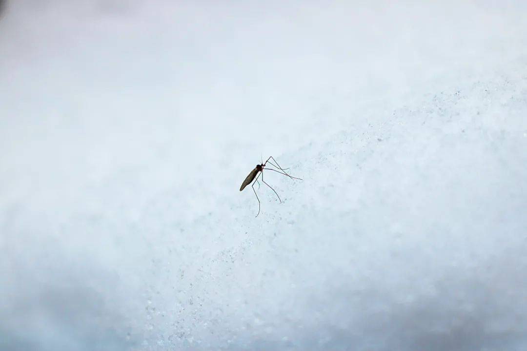 蚊子是如何撑过冬天的
