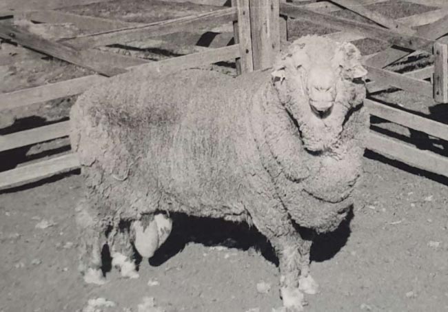 世界上最古老的 冷藏50年仍能让羊怀孕