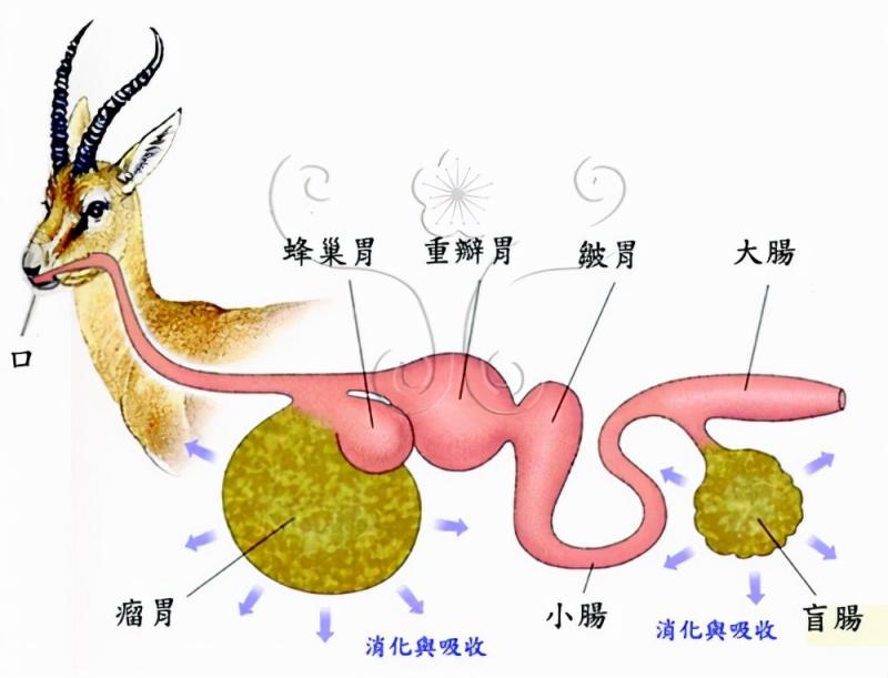 反刍动物和人类相比胃病会更少吗