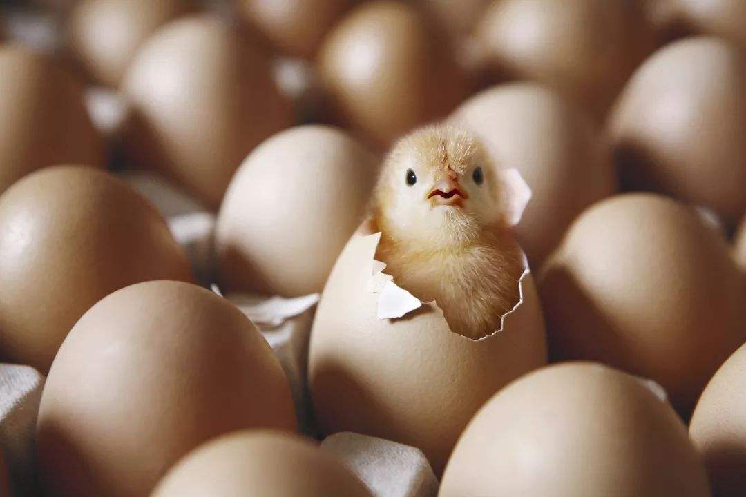 所有鸡蛋都受精了吗？敲开鸡蛋会吃到小鸡仔吗