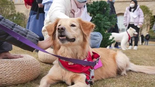 狗狗也能当医生