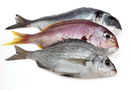 海洋中白色鱼和红色鱼有什么区别