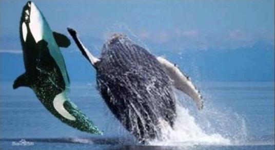 座头鲸和虎鲸之间的恩怨 座头鲸为什么喜欢打虎鲸