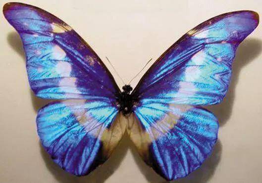 【辟谣】蝴蝶和蛾子翅膀上的粉末有剧毒？