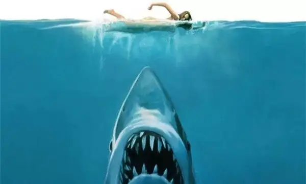 鲨鱼袭击人的概率微乎其微