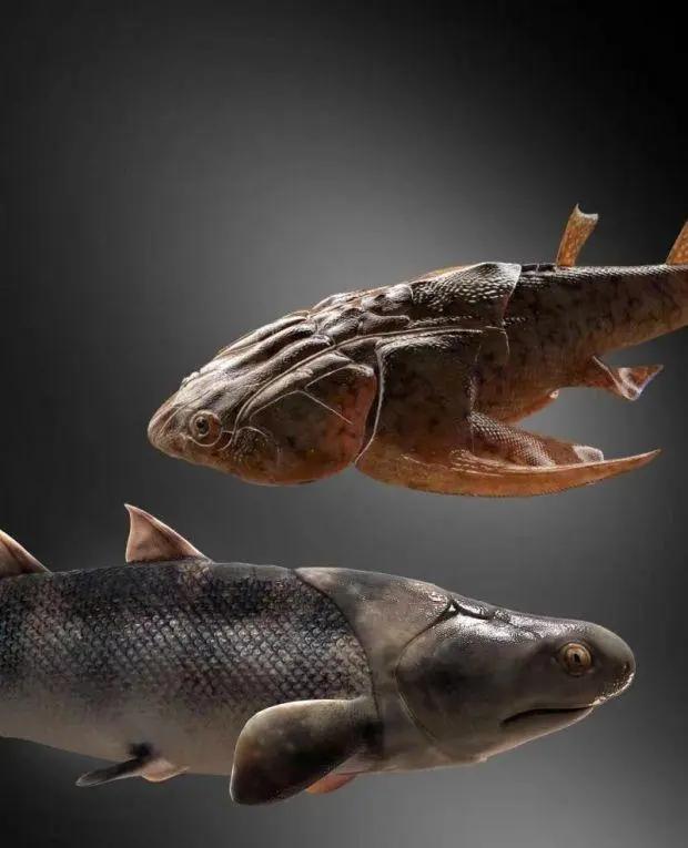 人类的祖先竟然是鱼